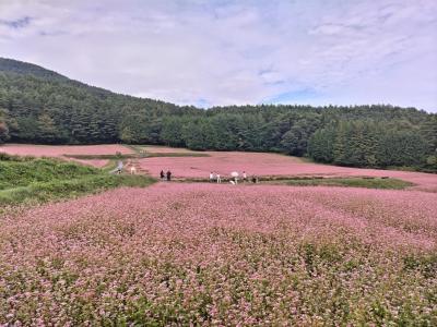 そばの花を巡るドライブ～岐阜県中津川・椛(もみじ)の湖から長野県・箕輪町の赤そばの里へ