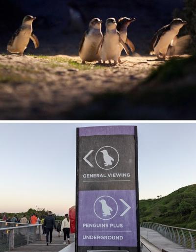 フィリップ島に泊まって「ペンギンパレード」観覧。ノースピアホテル宿泊