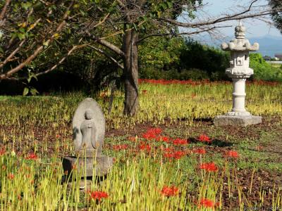 「恩林寺」の彼岸花_2023(3)_芽はほぼ出揃いましたが、開花は半分弱でした（群馬県・邑楽町）