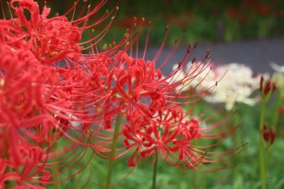 ４年ぶりの巾着田曼殊沙華公園