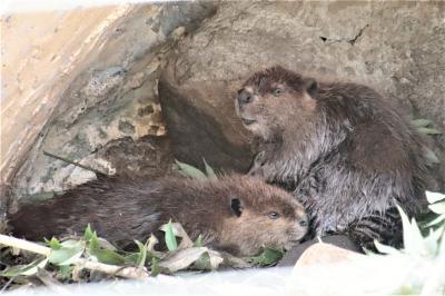 2023年夏の最初のナイトズーは東武動物公園（２）ビーバーの赤ちゃん～マレーバクのコウくん・カバのまんぷくくん・ふれあい広場・源太くん夕食他