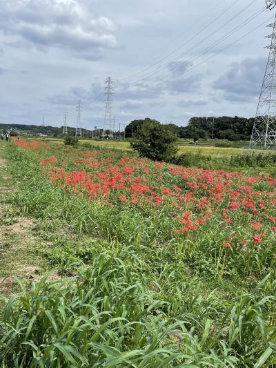 彼岸花を観に行く②