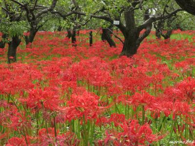 府中市郷土の森博物館の「曼珠沙華まつり」とサントリー武蔵野ビール工場見学