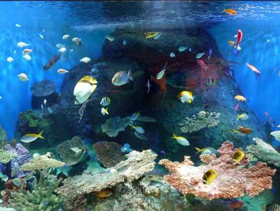 　しながわ水族館を訪ねました