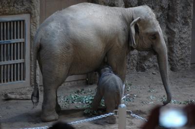 ぞうの赤ちゃん誕生　円山動物園