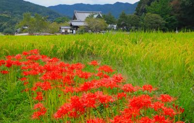 彼岸花見ながら歩こう♪　飛鳥歴史公園～爽やか田園風景・案山子もあるよ～橘寺♪