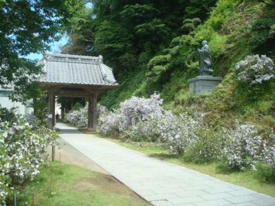 5月の下田で寺社めぐり（徒歩）。了仙寺のジャスミンが美しかったです。