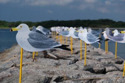 佐久島(さくしま)の「カモメの駐車場」が見たくて♪ ついでに渥美半島散策。