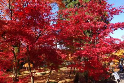 京都訪問2022②(紅葉の名所、モミジの永観堂：京都市・永観堂 禅林寺、無鄰菴庭園）