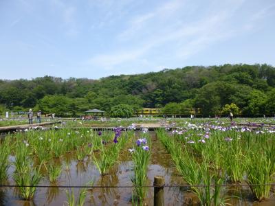 いずれが菖蒲か・・・ 菖蒲祭り in 東村山　1