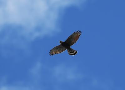 今年も鷹の渡りを見送りに鹿児島へ(不思議体験付き)