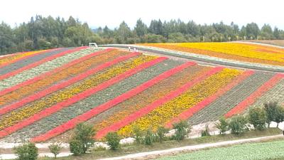 何とか紅葉になっていた大雪山周辺を巡る　1日目　美瑛丘巡り