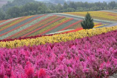 日本一早い紅葉を見に行くはずが・・・北海道・美瑛（第４日目）