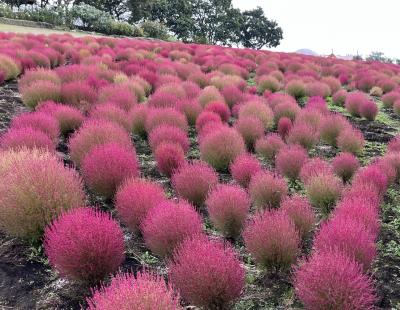 ⑥マダムの暮らすように旅する福岡＋大分＋佐賀＋熊本10月編　くじゅう花公園