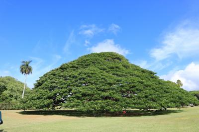 おっさんずと行くハワイ②オアフ島観光