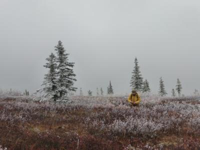 オーロラ・リベンジ旅 in Alaska! 後編　フェアバンクスに戻って永久凍土と散策。帰国便でも雲上のオーロラ♪