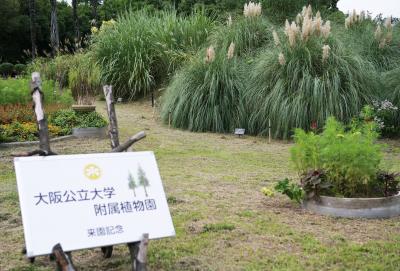 大阪公立大学付属植物園で秋をさがしに