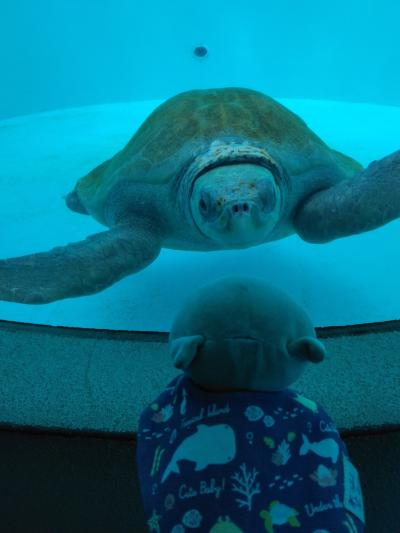 夏の終わりの沖縄旅行　～チョビンスキーがまた来たよ！その②海洋博公園　亜熱帯茶屋　アイスクリンカフェアーク　オリオンハッピーパーク～