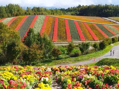 ダイナミックパッケージで行く、秋の北海道（３）どうにかお花畑に間に合いました