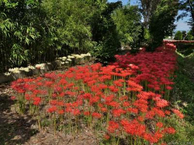 「正法寺」の彼岸花_2023(2)_南側はほぼ満開、北側は枯れ進んでいました（群馬県・太田市）