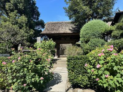 極楽寺から鎌倉へ、初秋のお散歩（１）　～極楽寺から若宮大路へ～