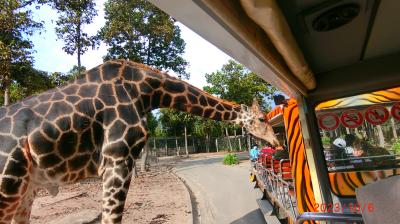 チェンマイ旅④美食と動物たちと過ごした旅の締めくくりはチェンマイサファリへ！