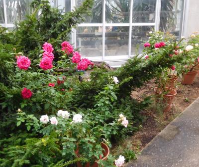 ２０２３年１０月　宇部市　ときわ公園　世界を旅する植物園でバラ展が始まりました。
