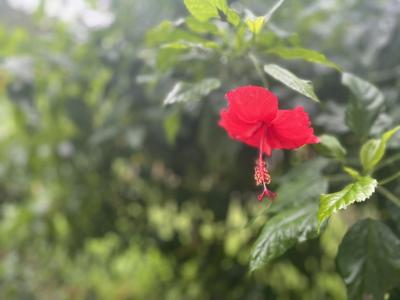 夏終わりの１０月台北ひとり旅