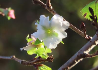 冬桜の開花