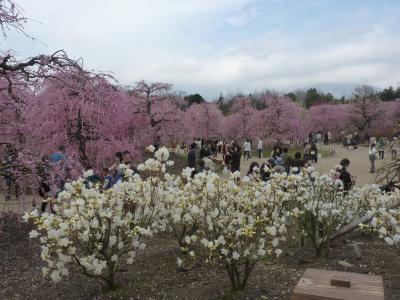 匠の技で仕立てられたしだれ梅鈴鹿の森庭園