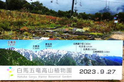 ２０２３年９月下旬　信州白馬を行く, そのⅡ &quot; 白馬五竜高山植物園（標高１,５１５ｍ～） &quot;！