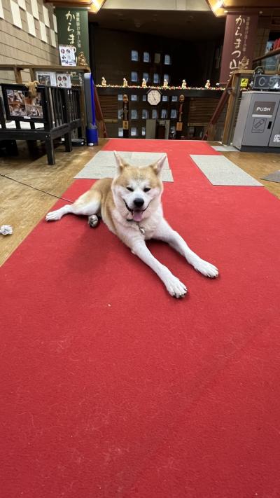 なまはげの里男鹿を巡り、秋田犬のいる宿で癒され、乳頭温泉で極上の温泉を楽しみました。秋田一泊二日の旅。