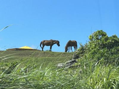 沖縄49島目上陸、与那国島へ