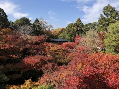 京都紅葉比べ　東福寺・光明院・醍醐寺の紅葉