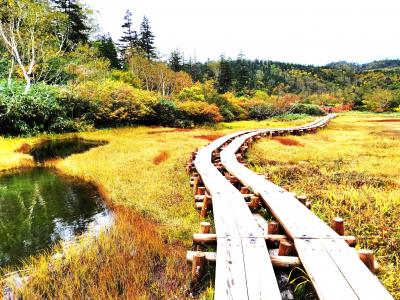 ２０２３年９月２８日　信州白馬を行く、そのⅢ " 栂池自然園（標高１,９００ｍ） "！