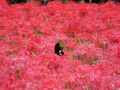 2023 秋・埼玉②（巾着田曼珠沙華公園を訪ねて）