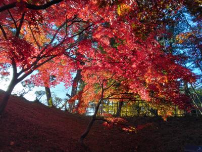 白神山地へ　①　弘前　　2023.11