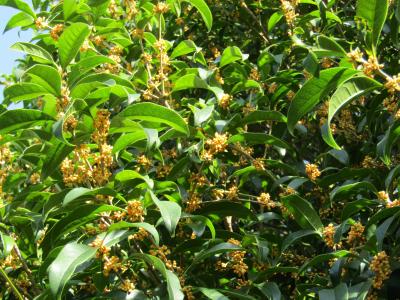 開花が始まった金木犀