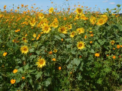 ２０２３年１０月　山口県・山陽小野田市　花の海にキバナコスモスとフジバカマを見に行きました。