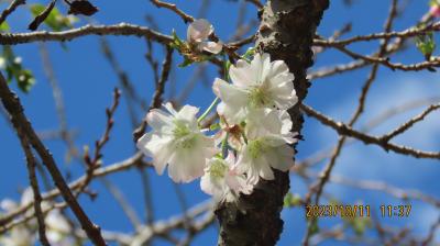 その後の冬桜