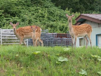 大自然の中の北海道 &#39;23夏（３）知床・根室