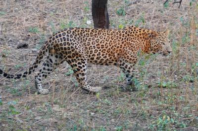 インドで野生動物サファリ タイガーとレパードを追いかける (Tiger / Leopard safari in India)