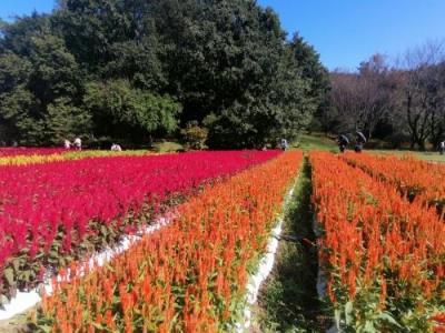 ’２３　埼玉花さんぽ２　武蔵丘陵森林公園①（羽毛ゲイトウの花畑）