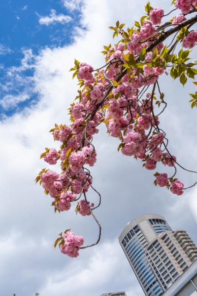 大阪造幣局　桜の通り抜けを見に行った