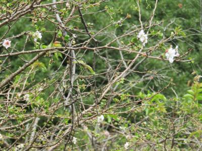 10月桜が開花している今泉名水桜公園（秦野市今泉）