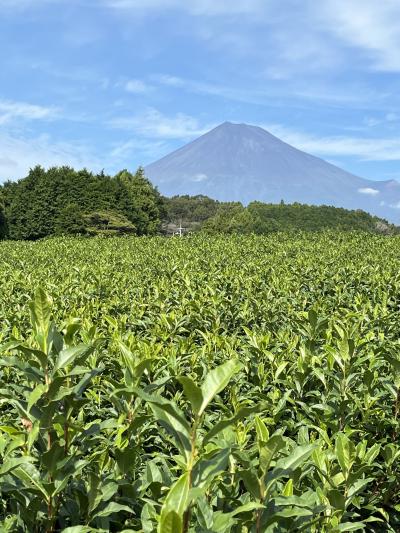 お～いお茶のCMロケ地『大淵笹場』で富士山と茶畑を撮影