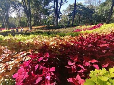 ’２３　埼玉花さんぽ３　武蔵丘陵森林公園②（コウリス～ボーダー花壇）