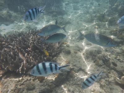 5度目のチャレンジ鳩間島＆本島北部の離島巡り14日間の旅～11日目　瀬底島でスノーケリング