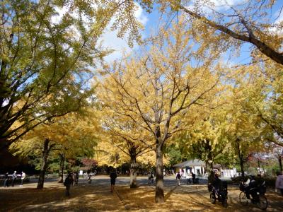 2022年 吉祥寺駅から均一料金の狭隘路線バスで巡れる都内の黄葉