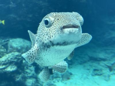 4日目 今帰仁城～美ら海水族館